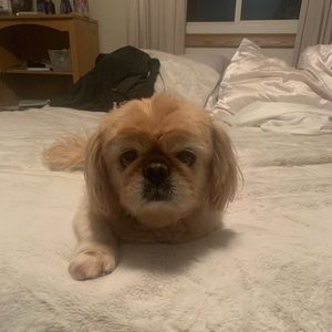 Meet your Posher, Amy